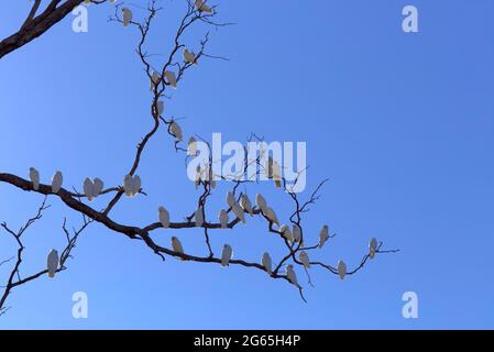 Stormi di uccelli Corella in Monto North Burnett Region Queensland Australia Foto Stock