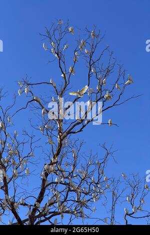 Stormi di uccelli Corella in Monto North Burnett Region Queensland Australia Foto Stock