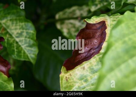 Marrone e giallo danno da antracnosio sulla foglia verde di robusta pianta del caffè albero, malattie delle piante che danneggiano l'agricoltura Foto Stock