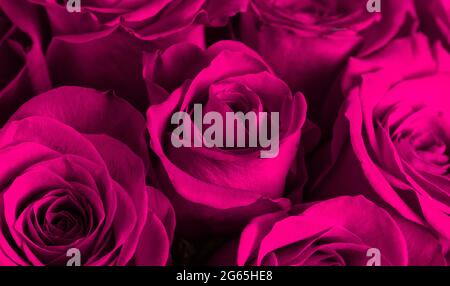 Una vista ravvicinata delle rose rosa Foto Stock