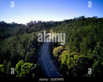 Aereo di piantagione Hoop Pine in Kalpowar state Forest Queensland Australia Foto Stock