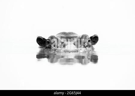 Mono hippo fino agli occhi in waterhole Foto Stock