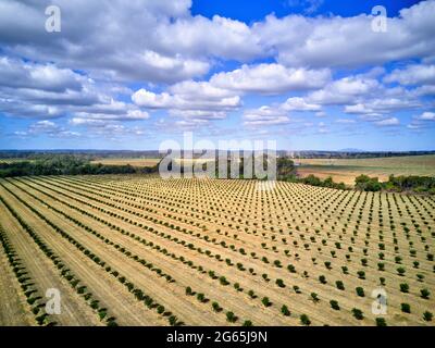 Aereo della piantagione di noci di Macadamia appena piantata vicino a Gin Gin Queensland Australia Foto Stock
