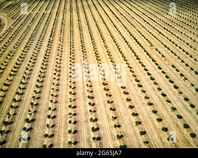 Aereo della piantagione di noci di Macadamia appena piantata vicino a Gin Gin Queensland Australia Foto Stock