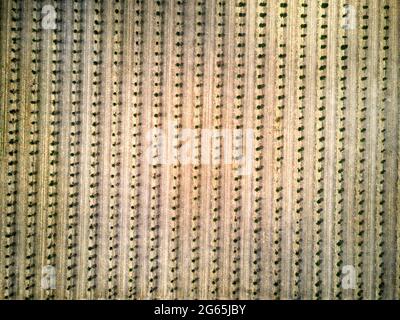 Aereo della piantagione di noci di Macadamia appena piantata vicino a Gin Gin Queensland Australia Foto Stock