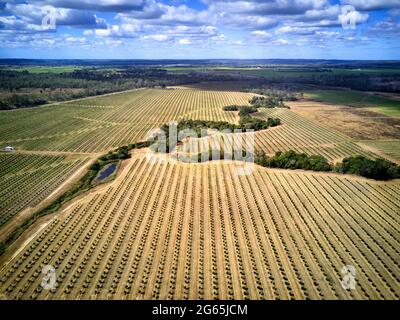 Aereo della piantagione di noci di Macadamia appena piantata vicino a Gin Gin Queensland Australia Foto Stock