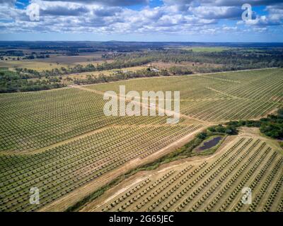 Aereo della piantagione di noci di Macadamia appena piantata vicino a Gin Gin Queensland Australia Foto Stock