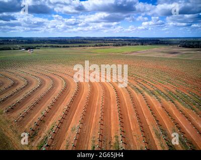 Aereo della piantagione di noci di Macadamia appena piantata vicino a Gin Gin Queensland Australia Foto Stock