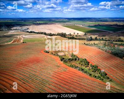 Aereo della piantagione di noci di Macadamia appena piantata vicino a Gin Gin Queensland Australia Foto Stock