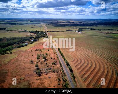 Aereo della piantagione di noci di Macadamia appena piantata vicino a Gin Gin Queensland Australia Foto Stock