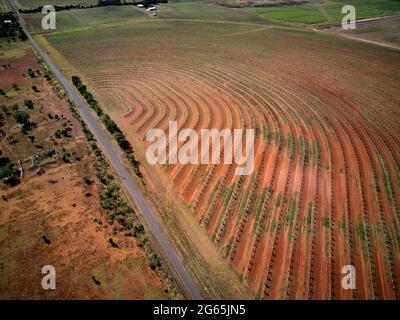 Aereo della piantagione di noci di Macadamia appena piantata vicino a Gin Gin Queensland Australia Foto Stock