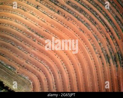 Aereo della piantagione di noci di Macadamia appena piantata vicino a Gin Gin Queensland Australia Foto Stock