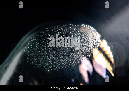 foto macro di un dito stampato su una superficie di metallo o vetro, curve di pelle umana Foto Stock