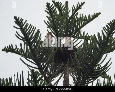 Un paio di bellissimi Kites Black con spalle, forse giovani o fledglings, in un nido in cima a un Norfolk Pine Tree, Mid North Coast Australia Foto Stock