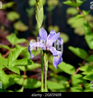 Sibirische Iris, Iris sibirica, ist eine Heilpflanze und eine Wasser-und Sumpfpflanze mit blauen Blueten. Sie kommt auch oft vor selvatici. Il Siberiano ho Foto Stock