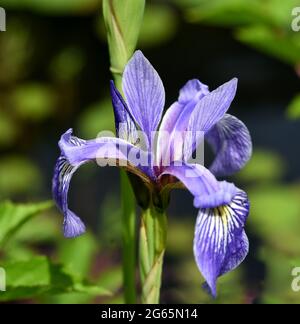 Sibirische Iris, Iris sibirica, ist eine Heilpflanze und eine Wasser-und Sumpfpflanze mit blauen Blueten. Sie kommt auch oft vor selvatici. Il Siberiano ho Foto Stock