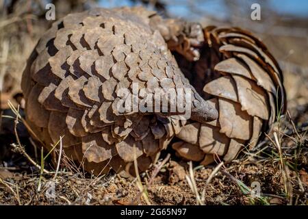 Pangolina di terra che rotola in su nell'erba nel WGR, Sudafrica. Foto Stock