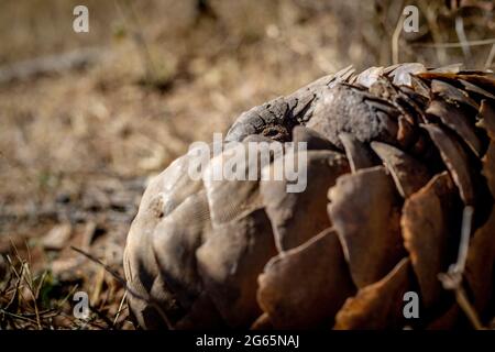 Pangolina di terra che rotola in su nell'erba nel WGR, Sudafrica. Foto Stock