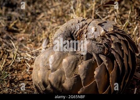 Pangolina di terra che rotola in su nell'erba nel WGR, Sudafrica. Foto Stock