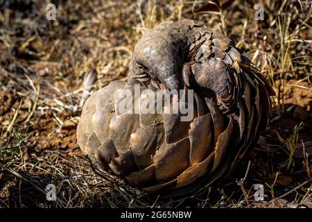 Pangolina di terra che rotola in su nell'erba nel WGR, Sudafrica. Foto Stock