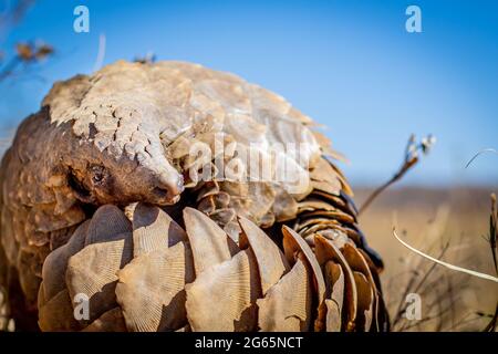 Pangolina di terra che rotola in su nell'erba nel WGR, Sudafrica. Foto Stock