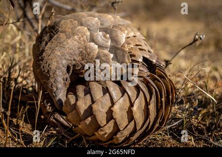 Pangolina di terra che rotola in su nell'erba nel WGR, Sudafrica. Foto Stock