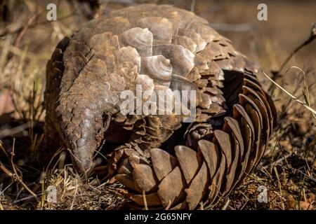 Pangolina di terra che rotola in su nell'erba nel WGR, Sudafrica. Foto Stock