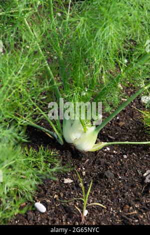 Finocchio o Foeniculum vulgare cresce in terreno sabbioso nel giardino delle erbe Foto Stock