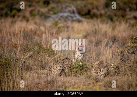 Gruppo di Cheetah che si nutrire su un Blue wildebeest nella WGR, Sudafrica. Foto Stock