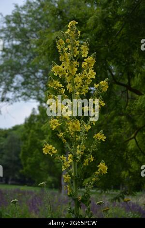 Sunbeam Elegant Tall Royal Like Yellow Flower, Cherry Hinton Hall Park Cambridge UK, puramente bella British Landscape Estate 2021 Foto Stock