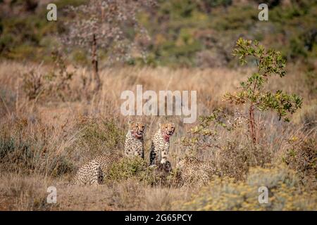 Gruppo di Cheetah che si nutrire su un Blue wildebeest nella WGR, Sudafrica. Foto Stock