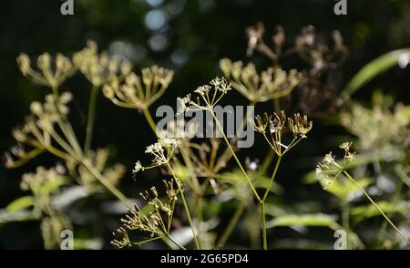 Cherry Hinton Hall Park Cambridge UK Estate 2021 Foto Stock