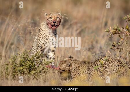 Gruppo di Cheetah che si nutrire su un Blue wildebeest nella WGR, Sudafrica. Foto Stock