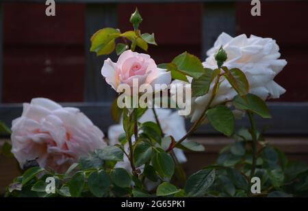 Puramente bello Flower Development fasi in una foto, bella fiori Cambridge UK Foto Stock