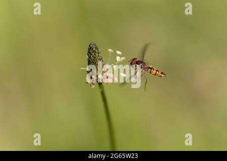 Marmellata Hoverfly Episyrphus balteatus volare o forare su fiore Foto Stock