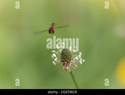 Marmellata Hoverfly Episyrphus balteatus volare o forare su fiore Foto Stock