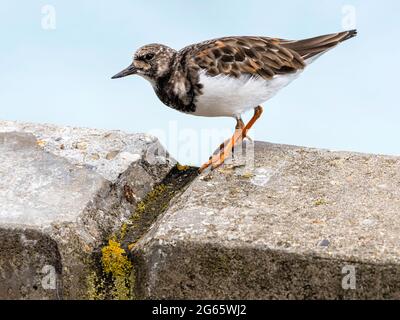 Turnstone, Arenaria interpres, inverno piumaggio uccello Norfolk, settembre Foto Stock
