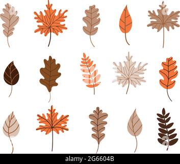 Autunno caduto foglie set. Foglie di acero, quercia e betulla isolate su sfondo bianco. Illustrazione vettoriale in stile piatto. Elementi per il design autunnale Illustrazione Vettoriale