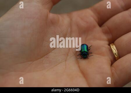 Una mano che tiene un bug Foto Stock