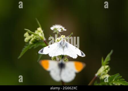 Farfalle arancio-punta maschio e femmina che tentano di accoppiarsi v. Maggio, 2020 Foto Stock
