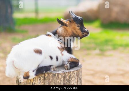 Una capra carina del bambino su una fattoria soleggiata giorno verde grass.A capra del bambino addormentato alla fattoria si trovano su un moncone. Foto Stock