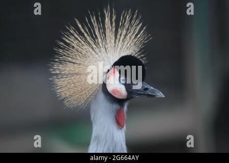 Un primo piano di un uccello Foto Stock