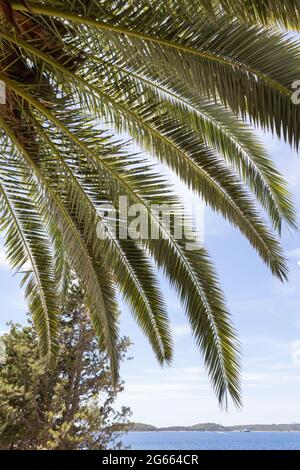 Belle foglie di palma contro il cielo blu, sparato dal basso Foto Stock