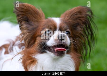 Ritratto di papillon di cane purebred. Spaniel continentale Foto Stock