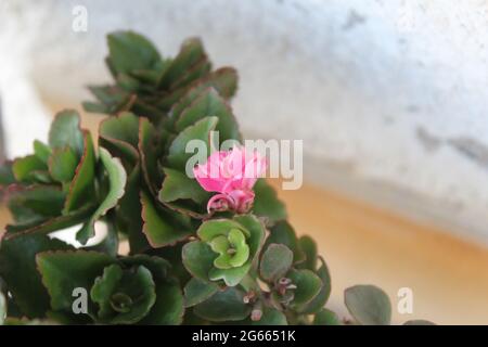 Una chiusura di un fiore Foto Stock