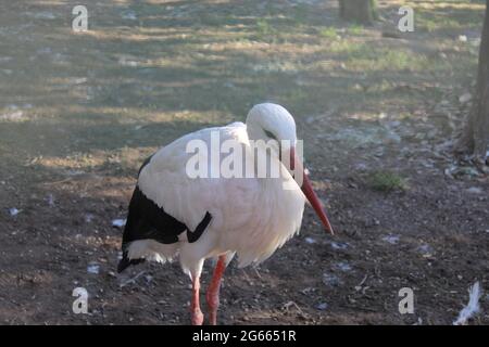 Un uccello in piedi accanto ad un corpo d'acqua Foto Stock