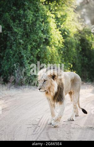 Animali selvatici - Leone nella Riserva Nazionale di Samburu, Kenya del Nord Foto Stock