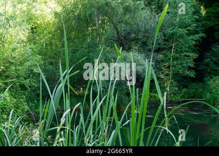 Canne sullo sfondo di un lago forestale. Il verde della foresta estiva. Foto Stock
