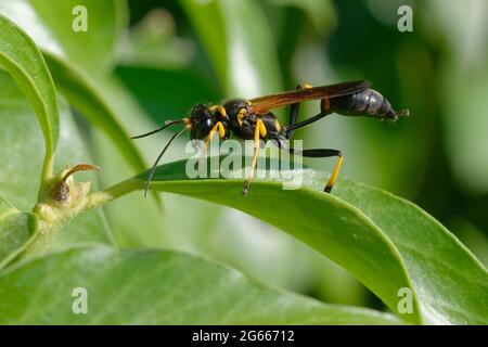 Vespa fangosa con zampe gialle o dauber fangoso nero e giallo o dauber fangoso con cintura nera (caementarium Scelifron) Foto Stock