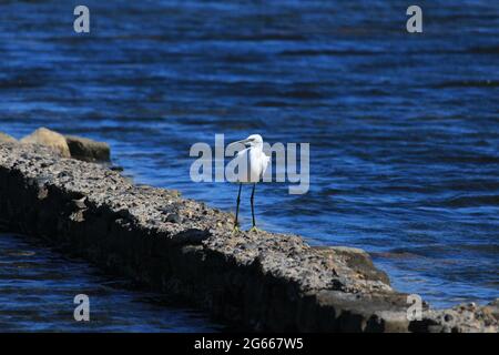 Piccola garzetta, Egretta garzetta, Isola Spinalonga, Creta, Grecia. Bianco seabird. Heron. Foto Stock